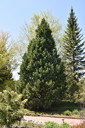 Swiss Stone Pine (Pinus cembra) at Creekside Home & Garden
