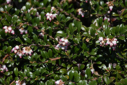 Bearberry (Arctostaphylos uva-ursi) at Creekside Home & Garden