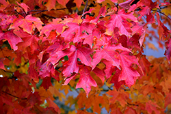 Fall Fiesta Sugar Maple (Acer saccharum 'Bailsta') at Creekside Home & Garden