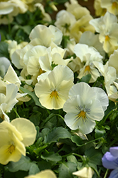 Cool Wave Yellow Pansy (Viola x wittrockiana 'PAS904972') at Creekside Home & Garden