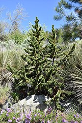 Bristlecone Pine (Pinus aristata) at Creekside Home & Garden