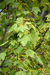Rocky Mountain Maple (Acer glabrum) at Creekside Home & Garden