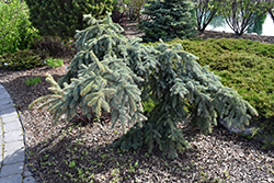 Weeping Blue Spruce (Picea pungens 'Pendula') at Creekside Home & Garden