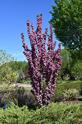 Purple Spire Columnar Crabapple (Malus 'Jefspire') at Creekside Home & Garden