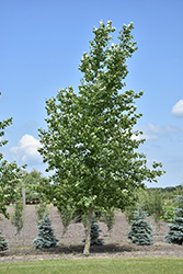 Northwest Poplar (Populus x jackii 'Northwest') at Creekside Home & Garden