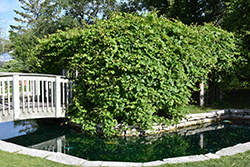 Riverbank Grape (Vitis riparia) at Creekside Home & Garden