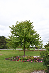 Sienna Glen Maple (Acer x freemanii 'Sienna') at Creekside Home & Garden