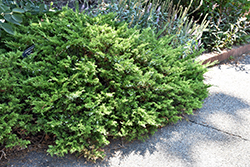 Buffalo Juniper (Juniperus sabina 'Buffalo') at Creekside Home & Garden