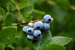 Northcountry Blueberry (Vaccinium 'Northcountry') at Creekside Home & Garden
