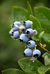 Northblue Blueberry (Vaccinium 'Northblue') at Creekside Home & Garden