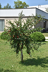 Valentine Cherry (Prunus 'Valentine') at Creekside Home & Garden
