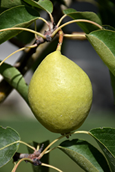 Early Gold Pear (Pyrus ussuriensis 'Early Gold') at Creekside Home & Garden
