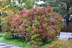 Autumn Jazz Viburnum (Viburnum dentatum 'Ralph Senior') at Creekside Home & Garden
