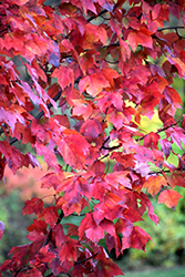 Red Maple (Acer rubrum) at Creekside Home & Garden