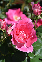 Carefree Wonder Rose (Rosa 'Carefree Wonder') at Creekside Home & Garden