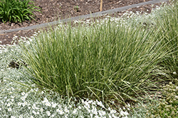 Variegated Reed Grass (Calamagrostis x acutiflora 'Overdam') at Creekside Home & Garden