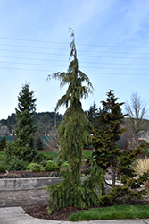 Weeping Nootka Cypress (Chamaecyparis nootkatensis 'Pendula') at Creekside Home & Garden