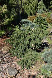 Red Cone Spruce (Picea abies 'Acrocona') at Creekside Home & Garden
