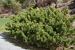 Compact Mugo Pine (Pinus mugo 'var. mughus') at Creekside Home & Garden