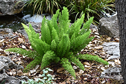Myers Foxtail Fern (Asparagus densiflorus 'Myers') at Creekside Home & Garden
