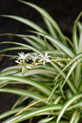 Spider Plant (Chlorophytum comosum) at Creekside Home & Garden