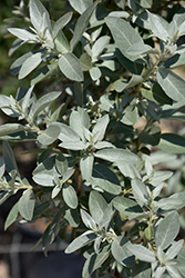 Silverado Olive (Elaeagnus 'Jefsil') at Creekside Home & Garden