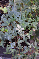 Ritterkreuz Ivy (Hedera helix 'Ritterkreuz') at Creekside Home & Garden