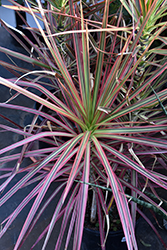 Colorama Dracaena (Dracaena marginata 'Colorama') at Creekside Home & Garden