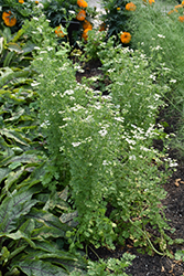 Santo Cilantro (Coriandrum sativum 'Santo') at Creekside Home & Garden