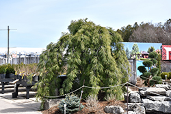 Weeping White Pine (Pinus strobus 'Pendula') at Creekside Home & Garden