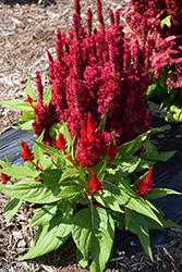 Fresh Look Red Celosia (Celosia 'Fresh Look Red') at Creekside Home & Garden