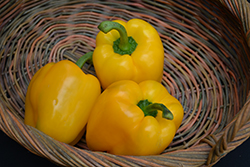 Yellow Bell Pepper (Capsicum annuum 'Yellow Bell') at Creekside Home & Garden