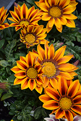 New Day Red Stripe Shades (Gazania 'New Day Red Stripe') at Creekside Home & Garden