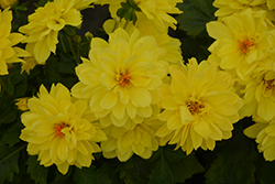 Hypnotica Yellow Dahlia (Dahlia 'Hypnotica Yellow') at Creekside Home & Garden