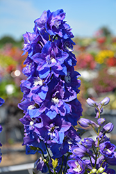 Dasante Blue Larkspur (Delphinium 'Dasante Blue') at Creekside Home & Garden