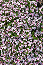 Supertunia Mini Vista Pink Star Petunia (Petunia 'USTUNJ2401') at Creekside Home & Garden