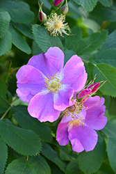 Wild Rose (Rosa woodsii) at Creekside Home & Garden